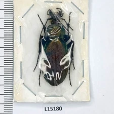 Carabidae, Carabus protensus protensoides, female, A-, Georgia