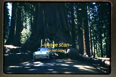 Cars Driving in Sequoia Tree at Yosemite Park in 1956, Kodachrome Slide a25a