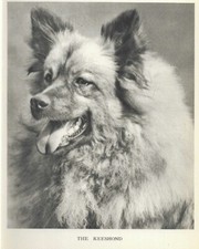 Keeshond Head Study P - CUSTOM MATTED - 1931 ...