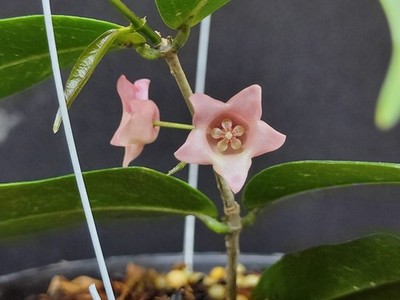 Hoya Papuana Sp PNG Very Beautiful Exotical Plant