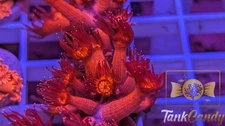 UC Red Glitter Tips Goni WYSIWYG GJ3 ~Live Coral Frag ~TankCandy~