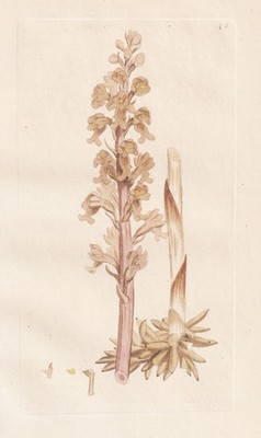Ophrys Nidus avis Orchideen orchids Botanik Kupferstich Sowerby Smith 1792