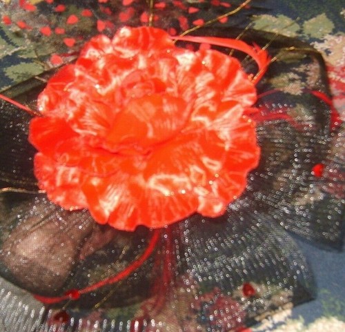Glamour red roses heart black netting 