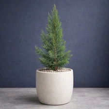 🌲 Spartan Juniper – Evergreen Columnar Conifer – Live Plant, Landscape Tree 🌲