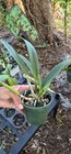 Blc. Copper Queen Orchid Plant Brassavola Hybrid — photo 6