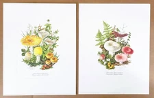 2 Vintage 1978 "Mushroom" Prints Signed by Artist Anne Ophelia Dowden