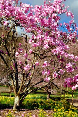 Magnolia Tree Batsford Arboretum Cotswolds UK Foto Bilddruck