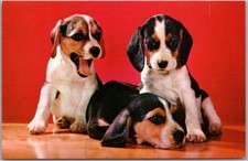 Vintage 1960s DOG BREED Greetings Postcard 