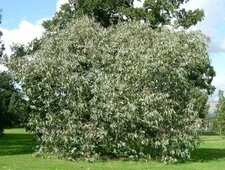 Eucalyptus neglecta HARDY EUCALYPTUS TREE Seeds!