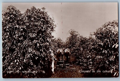Brazil Postcard Cleaning a Coffee Plantation c1910 Farming RPPC Photo