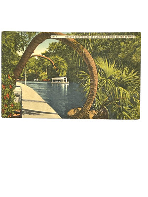 Vintage Linen Postcard Beauty Everywhere at Florida's Famed Silver Springs
