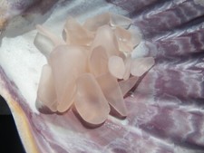 Sea Glass, Set of Pink/Peach