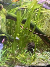 Jungle Val Vallisneria gigantea 10x