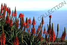 RARE ALOE ARBORESCENS kranz vera healing medicinal succulent plant seed 10 SEEDS