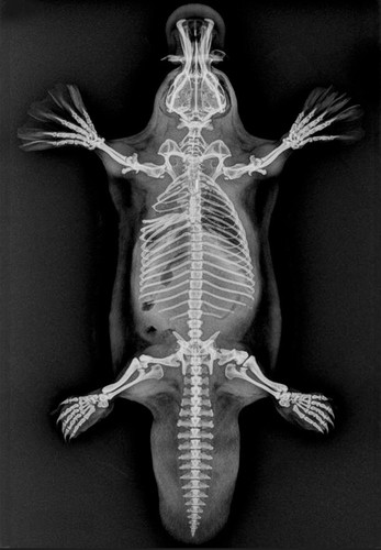 VET SETS A or B or C or D 6x animal X-RAYs imaged onto film lightbox radiography - Picture 27 of 34
