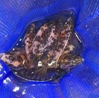 Live OB, Blue African Cichlids 1&2 inches (3 pack)