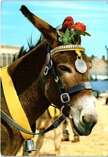 Donkey with a Merit Badge Presented by the R.S.P.C.A. 1950 Ireland Postcard