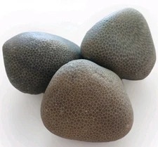 Lake Michigan Charlevoix Fossil Coral 3pc Lot Natural Unpolished Stones