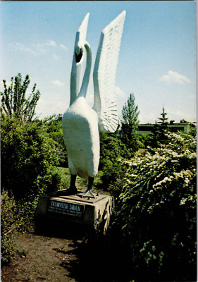 Vtg Postcard The Trumpeter Swan Grande Prairie Alberta Canada Continental UNP