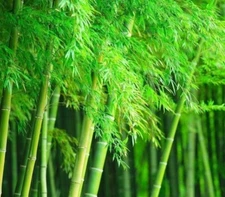 Giant Timber Bamboo Seeds for Planting | 100 Seeds | Exotic and Fast Growing