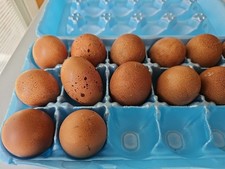 12+ Fertile Welsummer Hatching Eggs *Read Description *