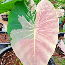 Colocasia Live Bulb Princess Of Loei New Hybrid Free Phytosanitary Certificate