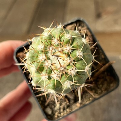 21-1034 copiapoa columna- alba, JN300, Manto Huanillo, At, grafted