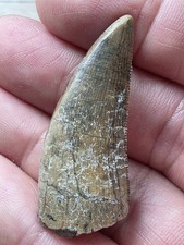Megalosaurid Theropod Dinosaur Afrovenator Tooth Fossil Niger Jurassic Age 4.2cm