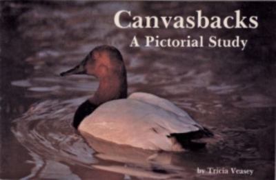 Canvasbacks: A Pictorial Study by Veasey, Tricia