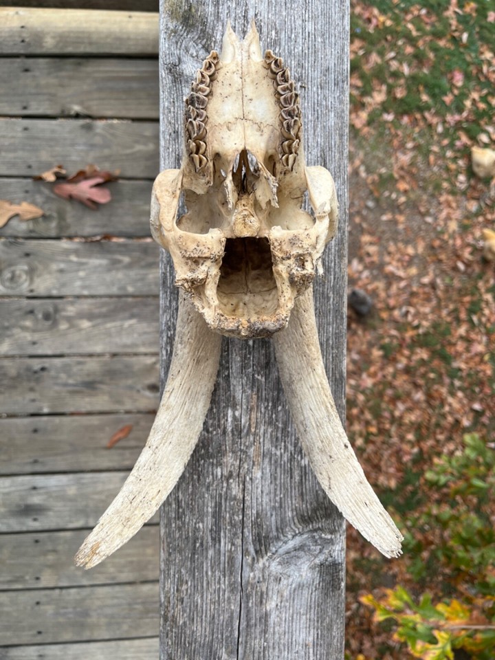 Goat Skull, Biology, Halloween,Taxidermy, Tennessee Farm, Horns