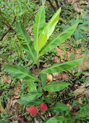 Shampoo Ginger Rhizomes, Awapuhi (Z. zerumbet) 4 large rhizomes + free seeds  | eBay