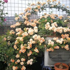 20 SEEDS for Peach RARE CLIMBER climbing Rose bud flower exotic plant USA Seller