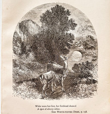 1871 William Cullen Bryant Wood Engraving White Footed Deer Victorian F17B