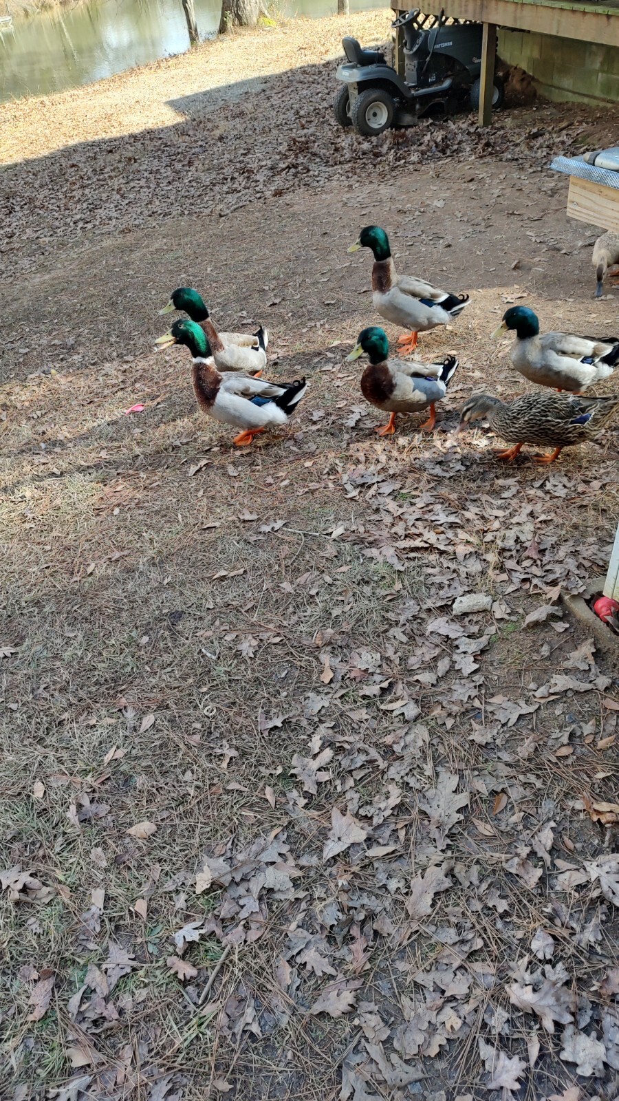 Six (6) Mallard Duck Eggs fertile for Hatching. Barnyard. eBay