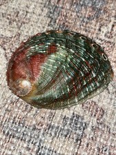 Haliotis assimilis Dall, 1878 "BEAUTIFUL!" (81.6mm)