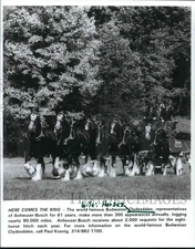 1994 Press Photo Anheuser Busch Budweiser Clydesdales pull wagon - hcx05154