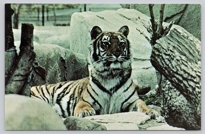 Vintage Columbus Zoo Bengal Tiger Postcard Powell Ohio Dexter Press Photo W.F