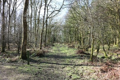 Foto 12x8 Gleis im Wald Torhaus der Flotte um 2018