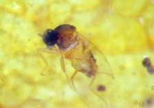 Pliocene Amber from Africa with fossil insect inclusion flies beetles #63