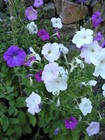 Bild 5 von 12
