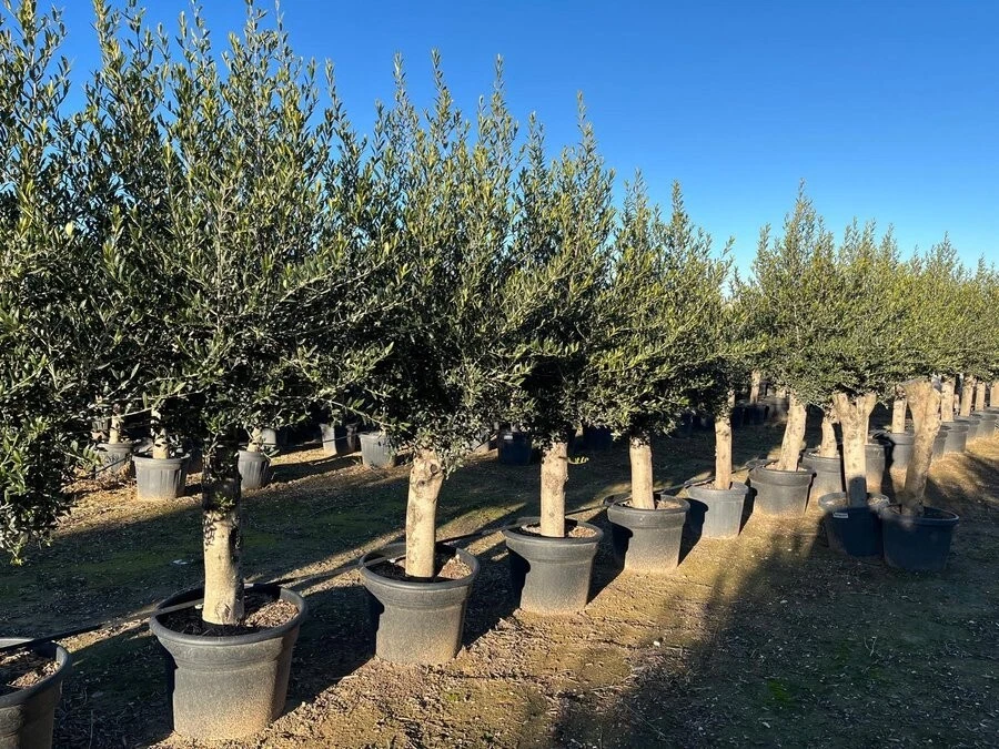 thuja bowling ball Mr. Bowling Ball® Arborvitae
