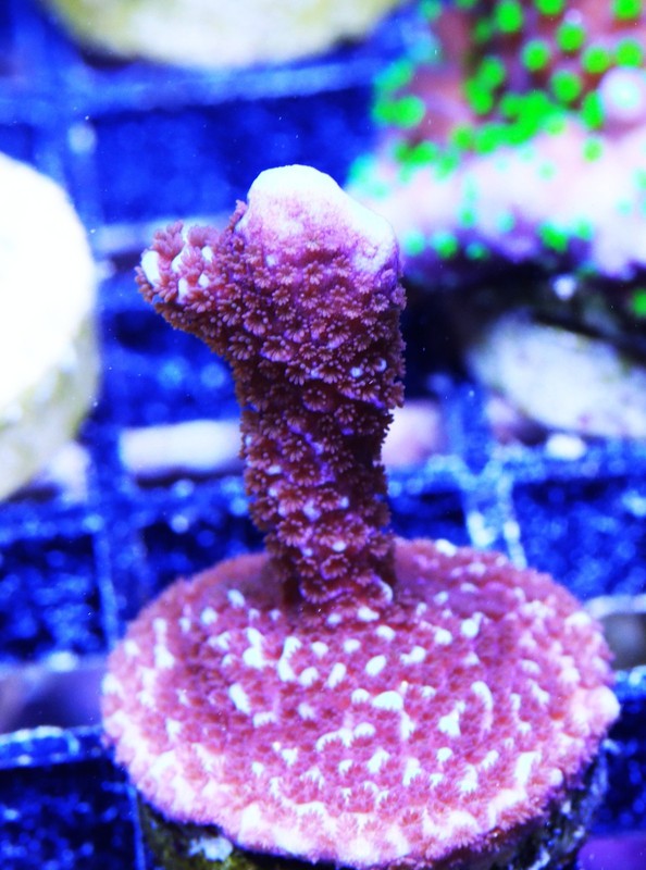 ORA Purple Montipora Digitada Frag Zoanthids Zoa Paly SPS LPS Corals, WYSIWYG