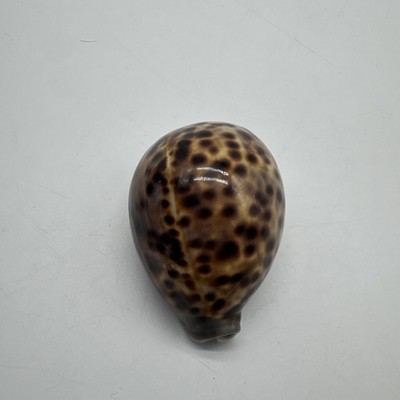 3  inch long leopard or tiger cowrie seashell Cypraea Tigris