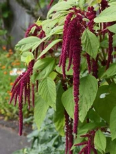 Amaranth Love Lies Bleeding Seeds, Inca Wheat, Tassel Flower, NON-GMO, FREE SHIP