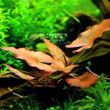 Nymphaea Rubra | Aquarium Plants Factory®