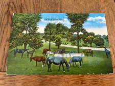 Typical Stock Farm in The Blue Grass State Old Kentucky Horses Postcard