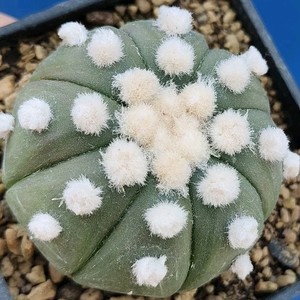 Calze Uomo Cactus Plant Flea Market Bianco Avorio, Cotone, Altezza Medio Polpaccio, Taglia L