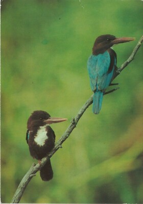 6x4 Continental size printed postcard Smyrna Kingfisher Halcyon Smyrnensis