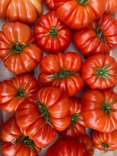 Lot De 25 Graines De Tomates Marmande ANCIENNE VARIETE Semences Graines Seed