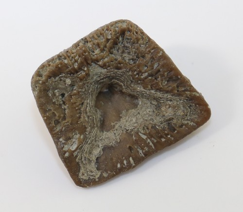 Koralle, Goniophyllum pyramidale, Silur, Wenlock, Häftings, Gotland, SWE-k828 - Picture 5 of 8